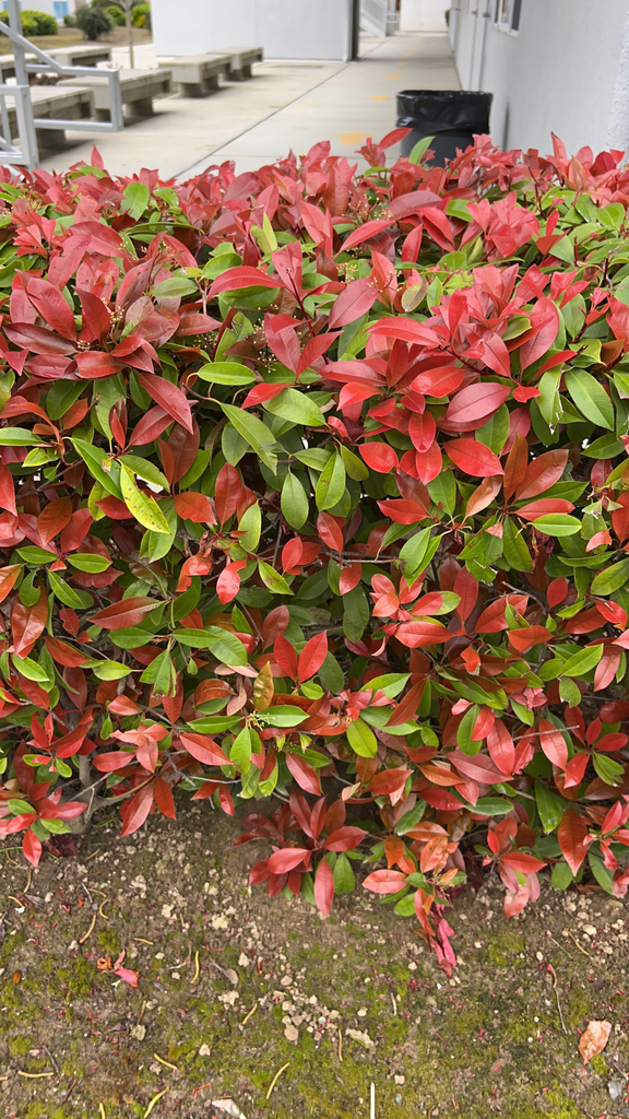 Red Tip Photinia (Hybrid Photinia  fraseri)  iNaturalist