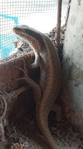 African Striped Skink