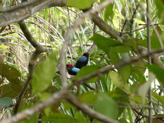 Chiroxiphia lanceolata image