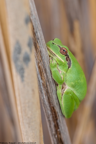 Savoir ce qu'est l'espèce « Mediterranean Tree Frog »