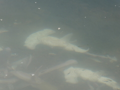 Scalloped hammerhead