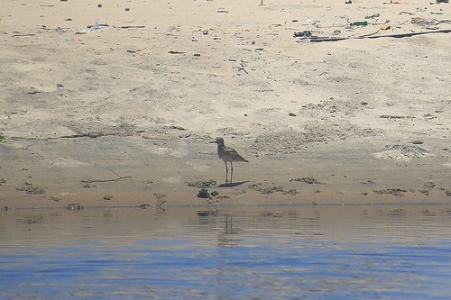 West African Water Thick-knee