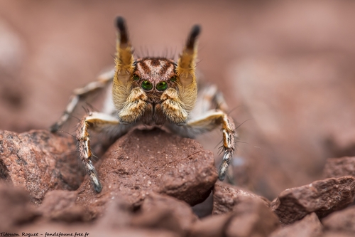 Aelurillus v-insignitus (Clerck, 1757)