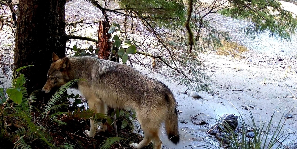 Coastal Wolf from Vancouver Island on March 13, 2023 at 06:31 PM by Tia ...