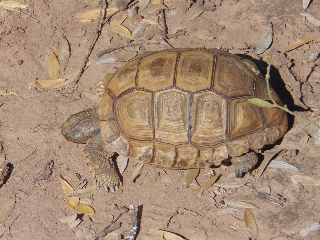 Chaco Tortoise in May 2016 by Alejandro Manuel Ferreiro · iNaturalist