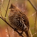 Vancouver Island Ruffed Grouse - Photo (c) Tia Laughington, all rights reserved, uploaded by Tia Laughington