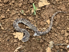 Xenodon rabdocephalus image