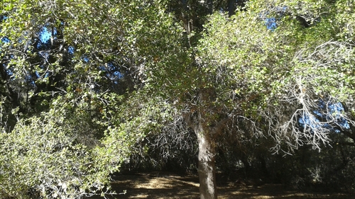 iNaturalist observation photo of coast live oak