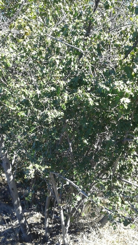 iNaturalist observation photo of hollyleaf cherry