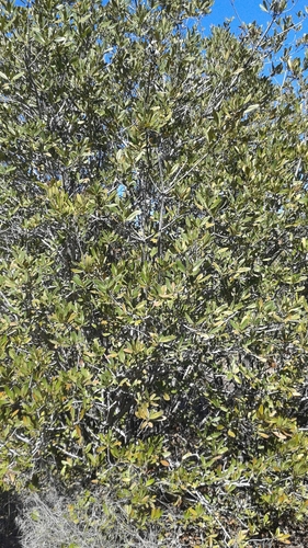 iNaturalist observation photo of Toyon