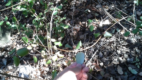 iNaturalist observation photo of Johnston's honeysuckle