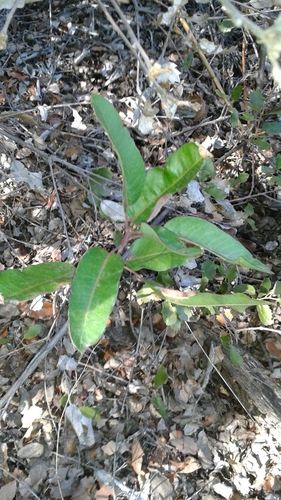 iNaturalist observation photo of laurel sumac