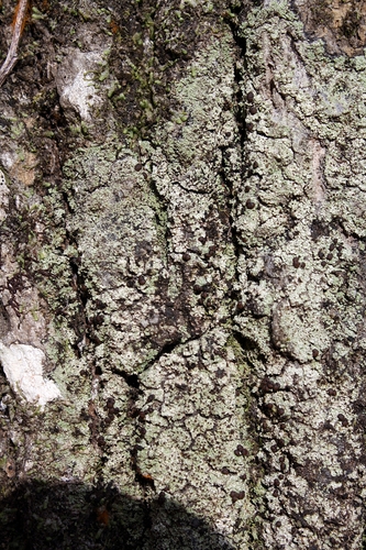 Phyllopsora santensis