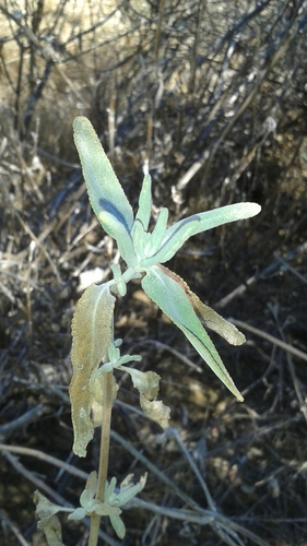 iNaturalist observation photo of purple sage