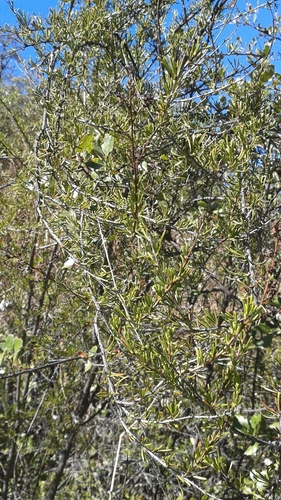 iNaturalist observation photo of chamise
