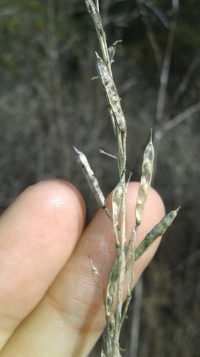 iNaturalist observation photo of Black Mustard