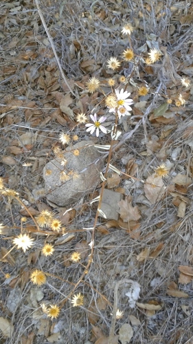 iNaturalist observation photo of California Aster
