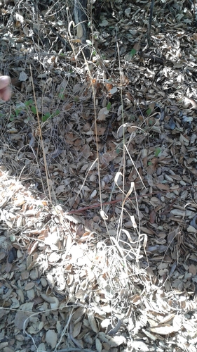 iNaturalist observation photo of blue wild rye