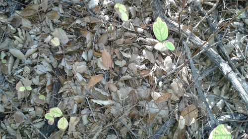 iNaturalist observation photo of creeping snowberry