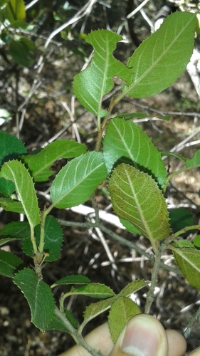 iNaturalist observation photo of hollyleaf redberry
