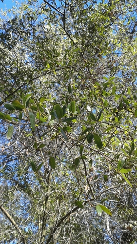 iNaturalist observation photo of greenbark ceanothus