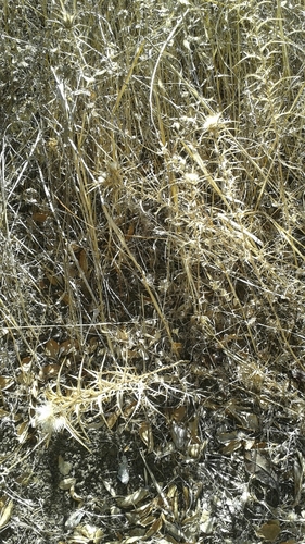 iNaturalist observation photo of woolly distaff thistle