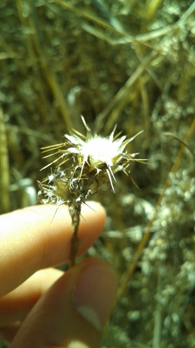 iNaturalist observation photo of Maltese star-thistle