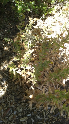 iNaturalist observation photo of saw-toothed goldenbush