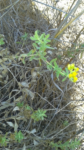 iNaturalist observation photo of Coastal Goldenbush