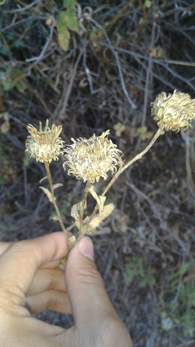 iNaturalist observation photo of Great Valley gumweed