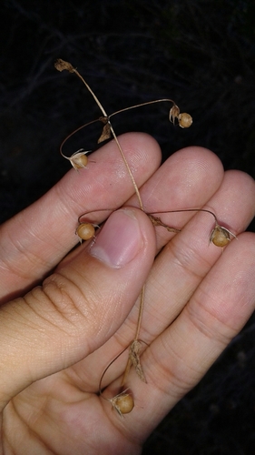 iNaturalist observation photo of scarlet pimpernel