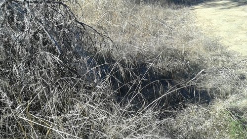 iNaturalist observation photo of great brome