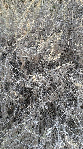 iNaturalist observation photo of California sagebrush
