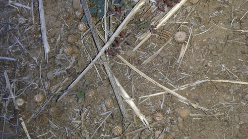 iNaturalist observation photo of bur clover