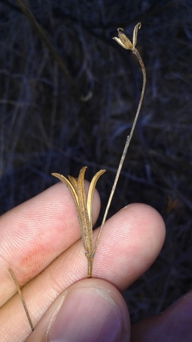 iNaturalist observation photo of Clarkias