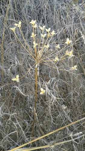 iNaturalist observation photo of goldenstar