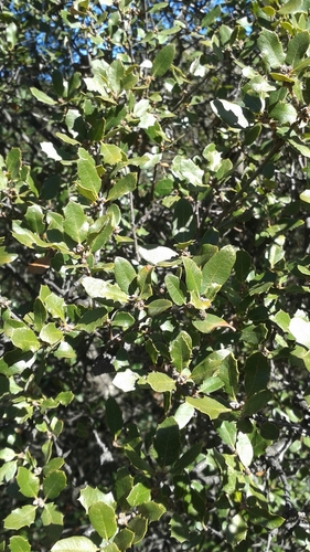 iNaturalist observation photo of California scrub oak