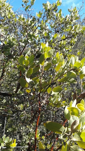 iNaturalist observation photo of Eastwood's Manzanita