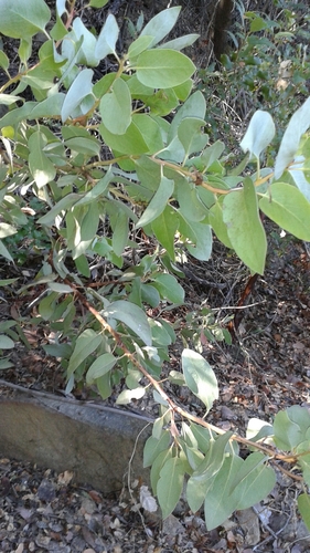 iNaturalist observation photo of Big Berry Manzanita