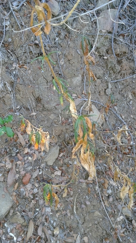 iNaturalist observation photo of bush monkeyflowers
