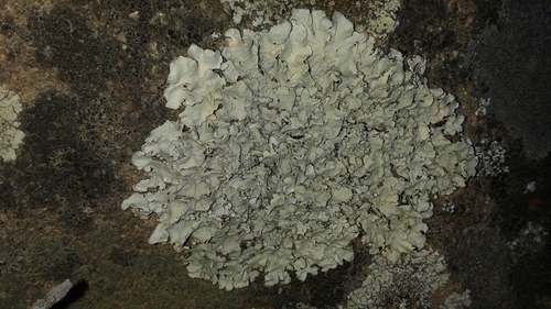 iNaturalist observation photo of Salted Rock-shield