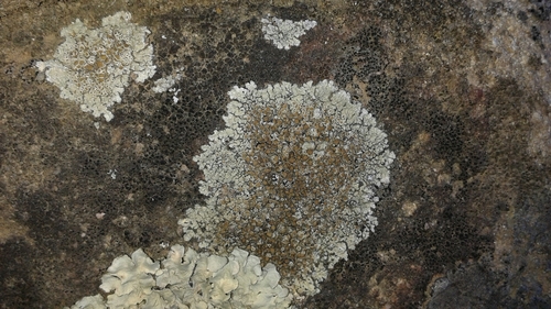 iNaturalist observation photo of Stonewall Rim Lichen