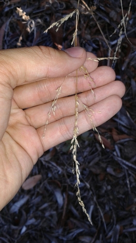 iNaturalist observation photo of smallflower melicgrass