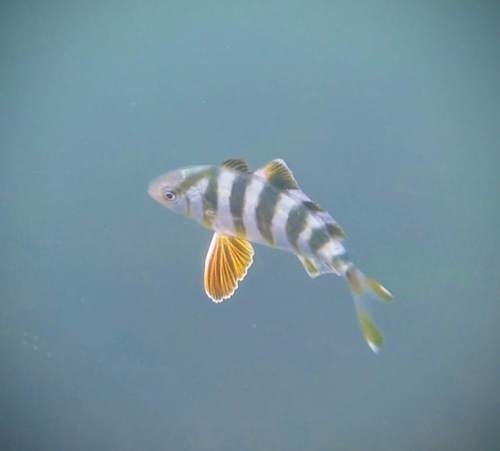 Banded Rudderfish