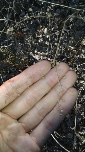 iNaturalist observation photo of common eucrypta