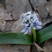 Hyacinthoides aristidis - Photo (c) dries-fatsah, todos los derechos reservados
