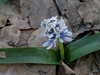 Hyacinthoides aristidis - Photo (c) dries-fatsah, all rights reserved