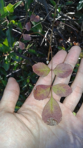 iNaturalist observation photo of California Ash