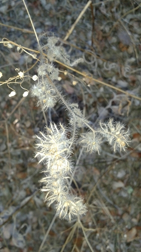 iNaturalist observation photo of caterpillar scorpionweed