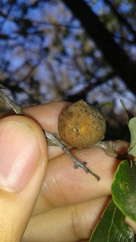 iNaturalist observation photo of Beaked Twig Gall Wasp